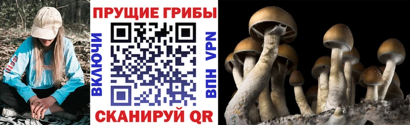 блэк спрут маркетплейс  закладка  Сочи  Псилоцибиновые грибы Psilocybine cubensis 